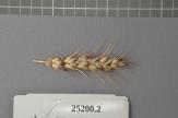 Click for 1 image(s) for this accession. Spike